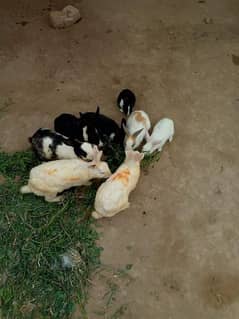 All Coulr Desi Rabbits Available