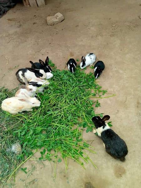 All Coulr Desi Rabbits Available 1