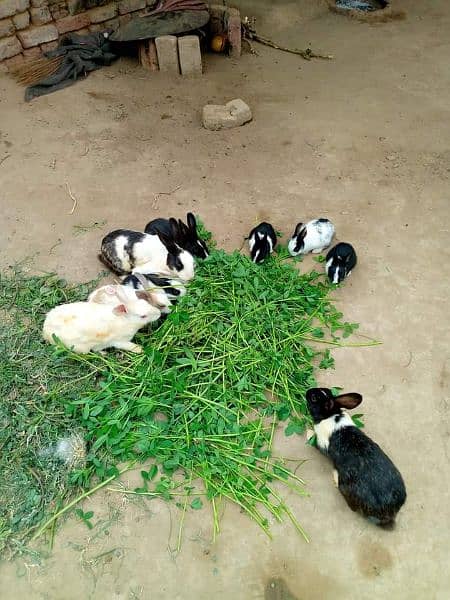 All Coulr Desi Rabbits Available 2