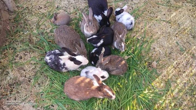 All Coulr Desi Rabbits Available 3