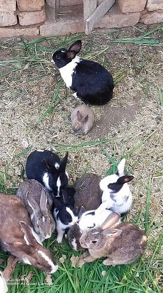 All Coulr Desi Rabbits Available 4