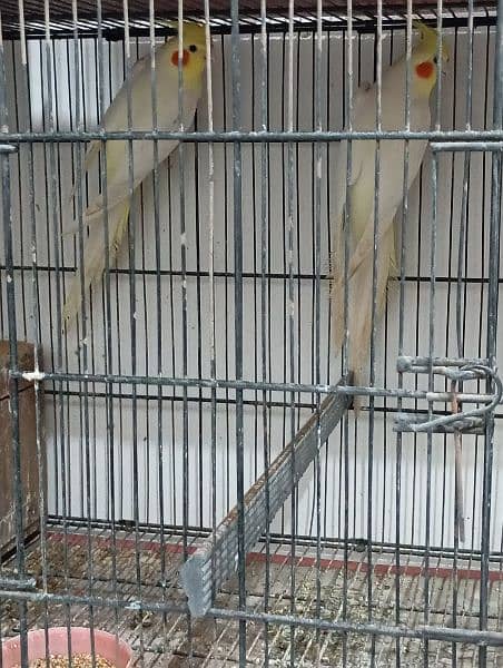 cockatiel for sale 2