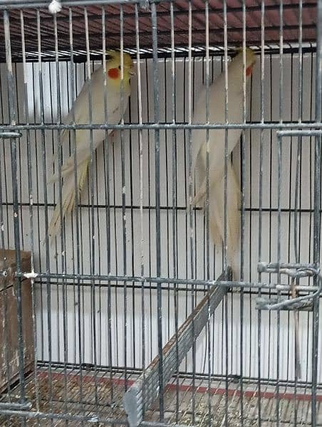 cockatiel for sale 1