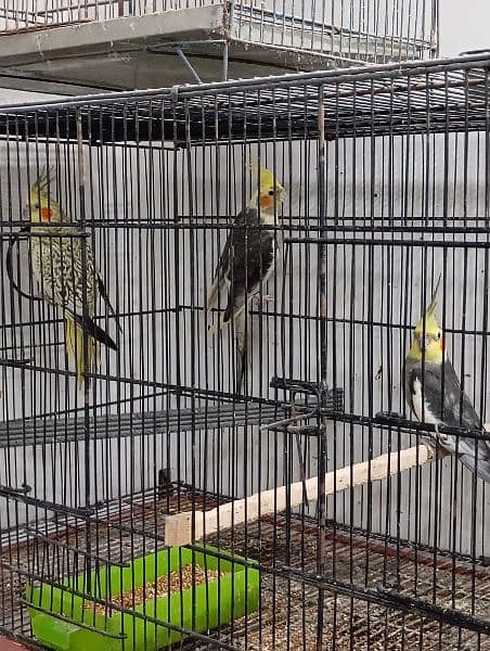 cockatiel for sale 3