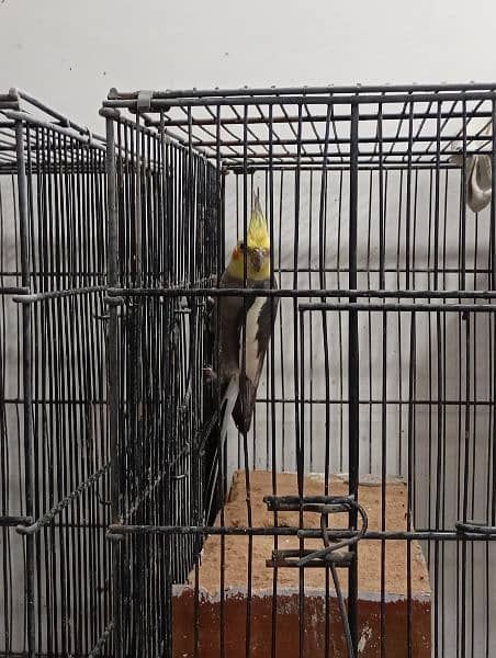 cockatiel for sale 4