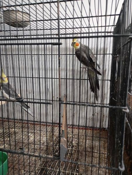 cockatiel for sale 5