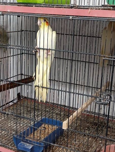 cockatiel for sale 6