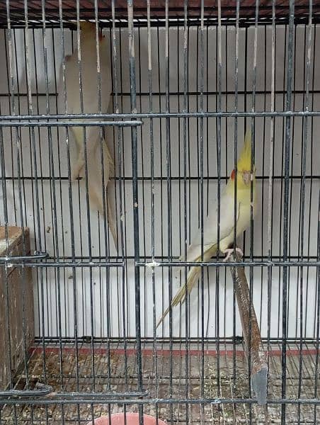 cockatiel for sale 7