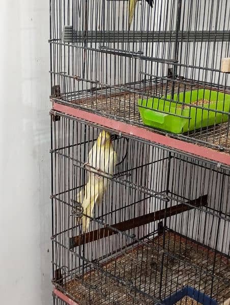 cockatiel for sale 8