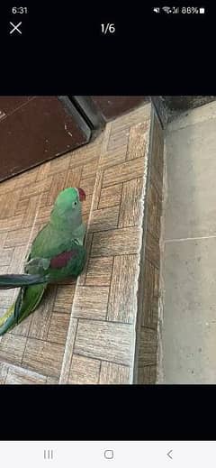 Raw parrot female