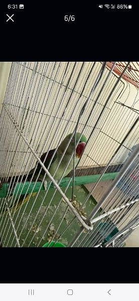 Raw parrot female 3