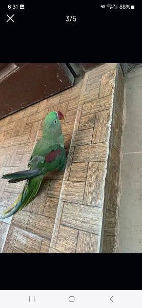 Raw parrot female 4