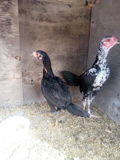 Aseel mix pair for sale
