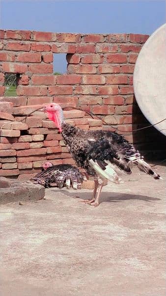 Pite Color Turkey Male Available For Sale. . . 1