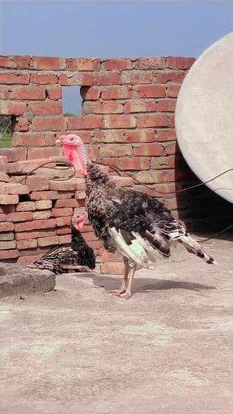 Pite Color Turkey Male Available For Sale. . . 2