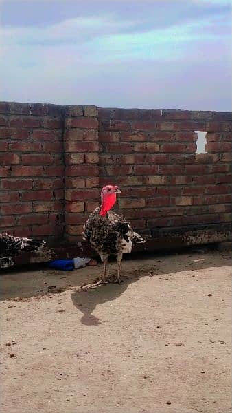 Pite Color Turkey Male Available For Sale. . . 3