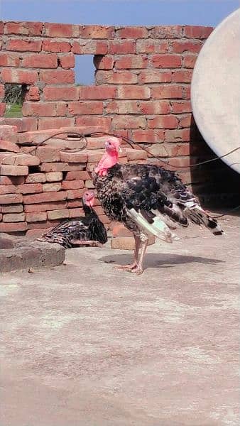 Pite Color Turkey Male Available For Sale. . . 4
