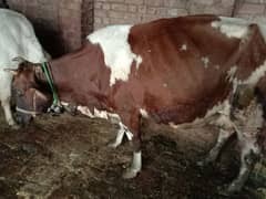 3 adad cows for sale