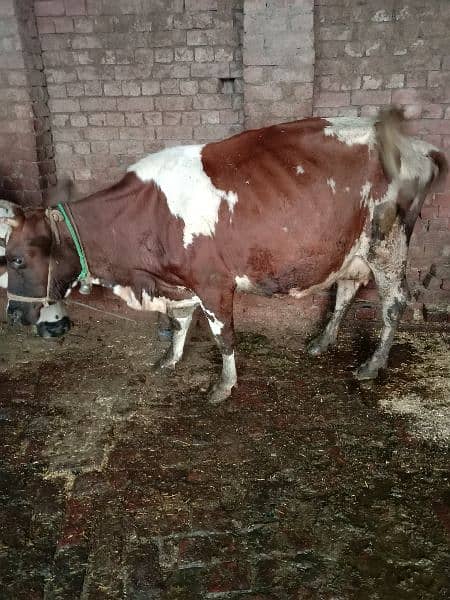 3 adad cows for sale 1