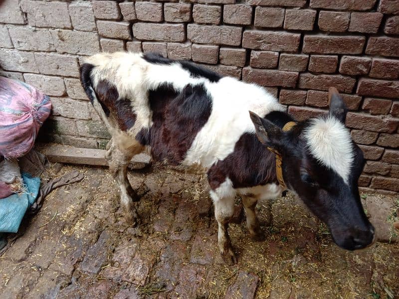 3 adad cows for sale 2