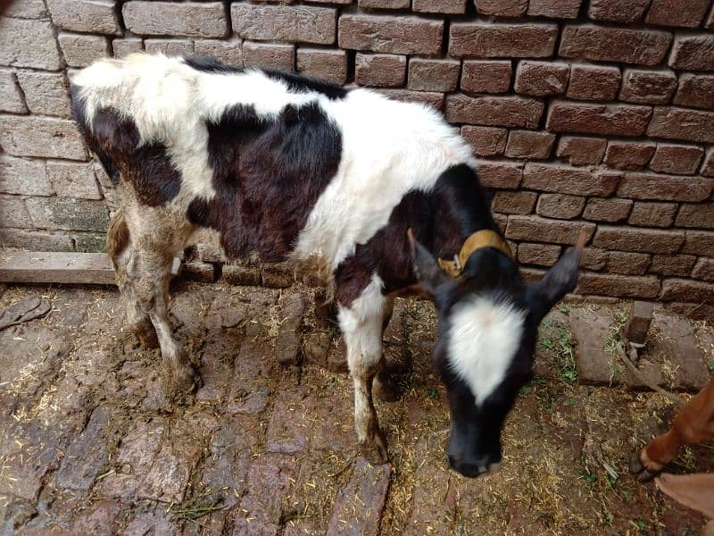 3 adad cows for sale 3