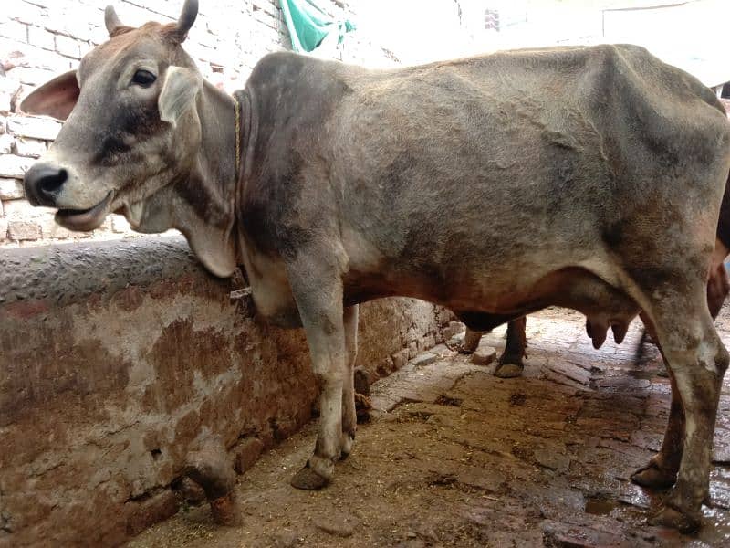 3 adad cows for sale 4
