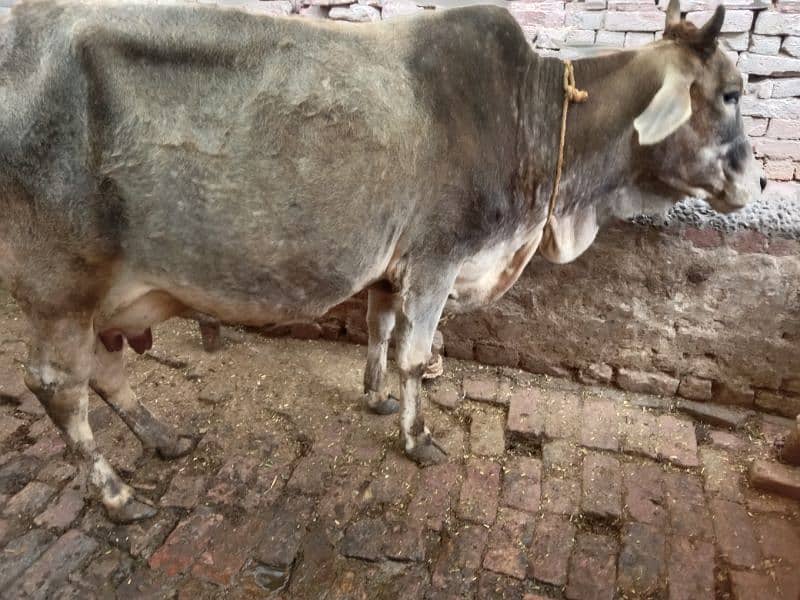 3 adad cows for sale 6