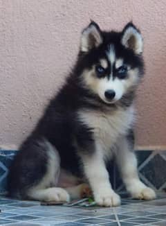 outstanding husky puppy wooly coated very active