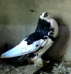 pouter pigeons pair available.