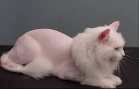 Grooming & Vaccination of pets