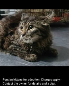 Persian Kittens/Persian cat for sale/Kitten/ cat for sale