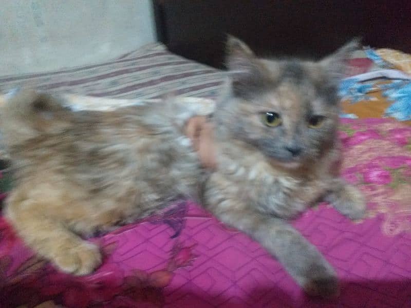 Persian Kittens/Persian cat for sale/Kitten/ cat for sale 4