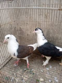 Sherazi pigeons