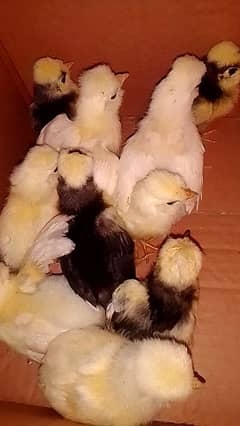 white and black polish chicks available for sale