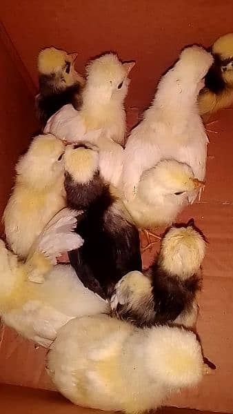 white bentum white polish  and black polish chicks available for sale 3
