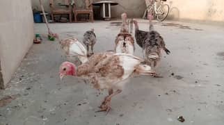 aseel and turky birds for sale.