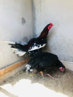 Aseel Pair for sell eggs laying