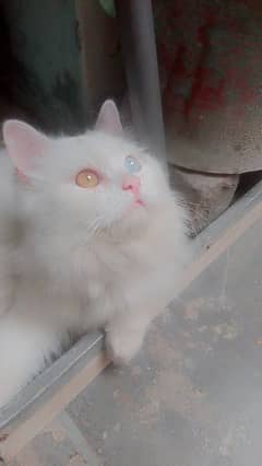 Persian cat Odd eyes