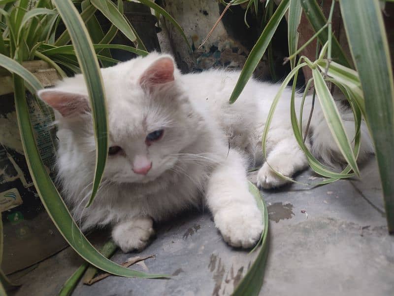 Persian cat Odd eyes 2