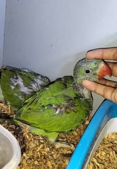 parrot chick for sale