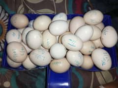 ASSEL SHAMO THAI PAKOYA ALL BREEDS eggs and chicks AVILABLE