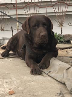chocolate Labrador for stud
