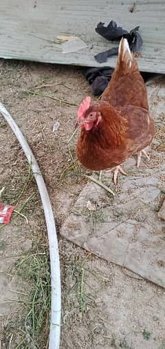 4 louman brown hens egg laying young strtar and one male