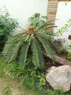 Kangi Palm Plant