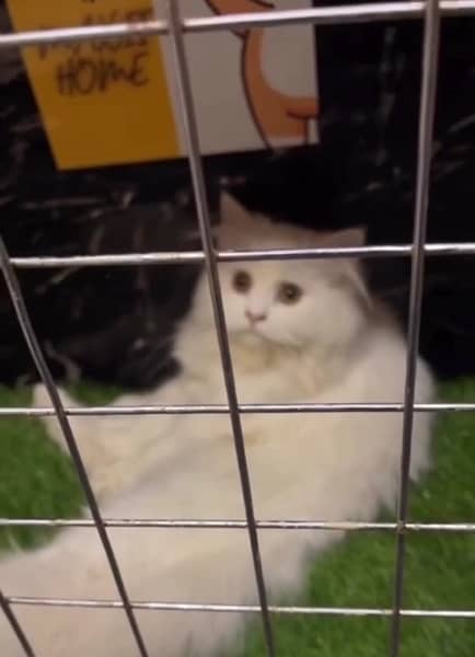 White Persian Kitten: Seeking Loving Home 0