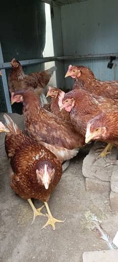 lehman brown hens /  hens for sale / sale