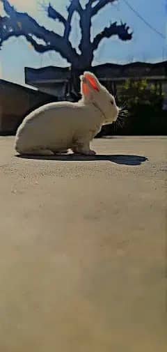 New zeland white Rabbit | Bunny pair | 0