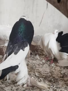 Gubara Huge Male for sale