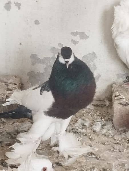 Gubara Huge Male for sale 1