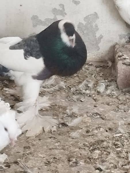 Gubara Huge Male for sale 2